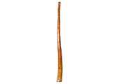 Tristan O'Meara Didgeridoo (TM457)